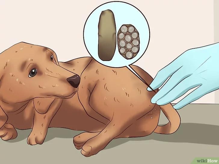 Bệnh sán chó là gì? 5 Dấu hiệu bạn đã bị nhiễm sán chó - Khai báo y tế